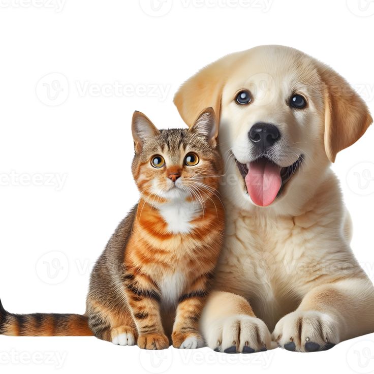 Pets World